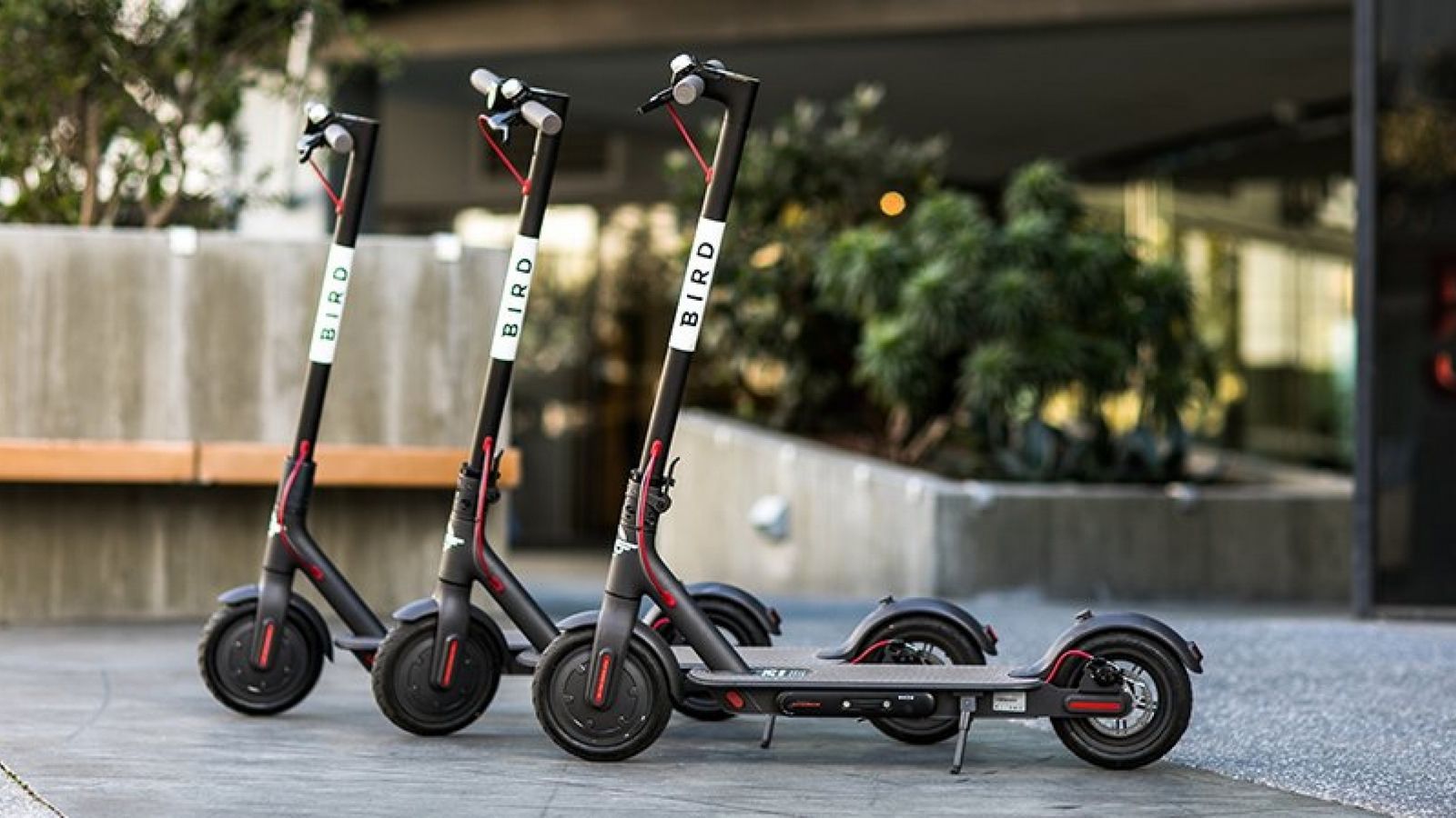 bird-rides-inc_018_350466_40049-1.jpg