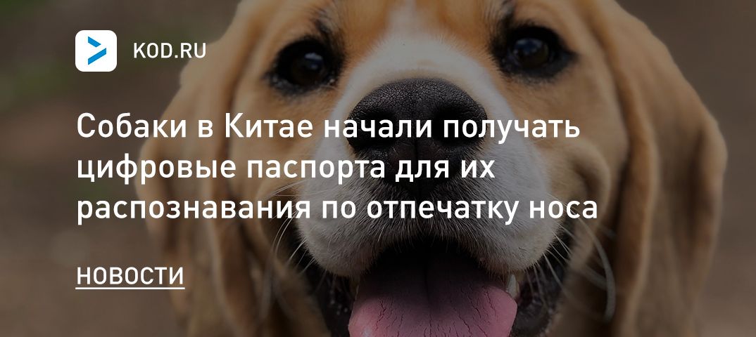 Собаки в Китае начали получать цифровые паспорта для их распознавания по отпечатку носа