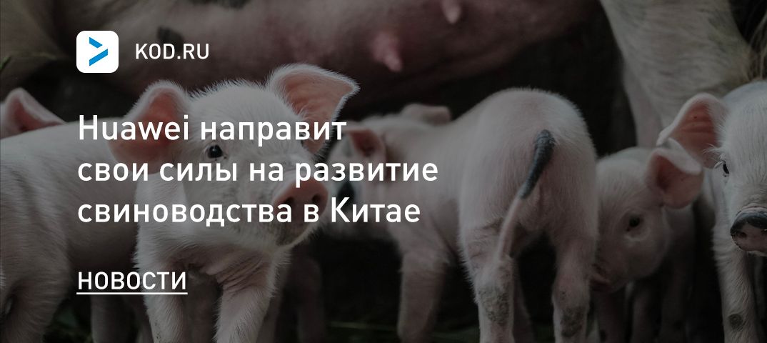 Huawei направит свои силы на развитие свиноводства в Китае