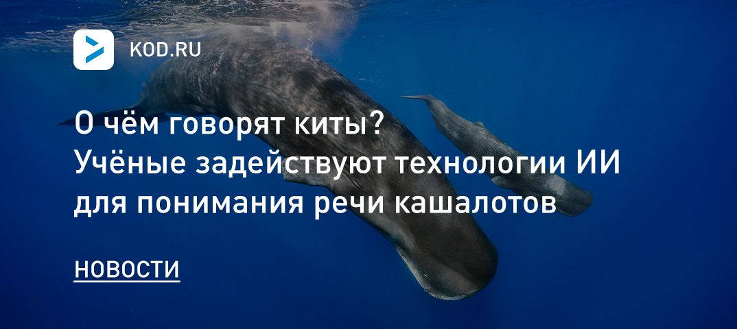 О чём говорят киты? Учёные задействуют технологии ИИ для понимания речи кашалотов